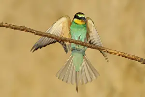 Insectivorous: European Bee-eater