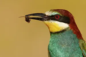 Sevilla: European Bee-eater