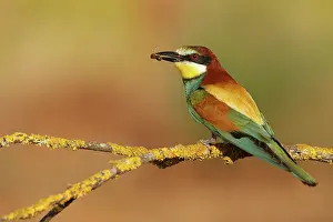 Sevilla: European Bee-eater