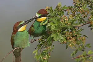 Apiaster: European Bee-eater