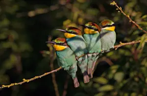 Frontview: European Bee-eater