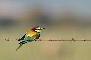 Apiaster: European Bee-eater
