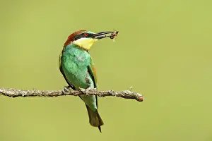 Killed: European Bee-eater