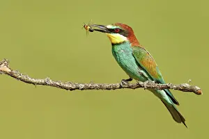 Killed: European Bee-eater