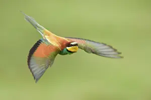 Rusenski: European Bee-eater
