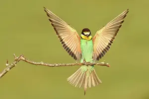 Rusenski: European Bee-eater
