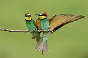 Dispute: European Bee-eater