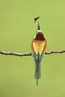 Killed: European Bee-eater