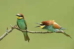 Dispute: European Bee-eater