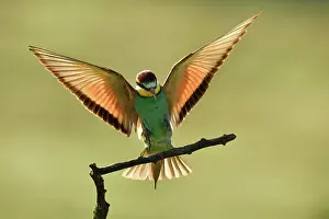 Contre: European Bee-eater