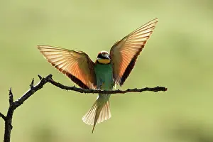 Rusenski: European Bee-eater