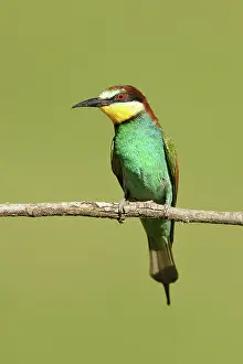 Rusenski: European Bee-eater