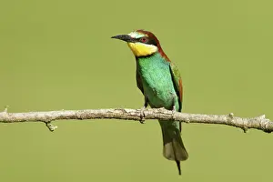 Rusenski: European Bee-eater