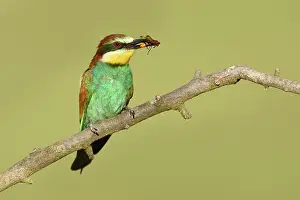 Rusenski: European Bee-eater