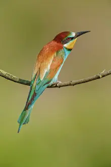Apiaster: European Bee-eater
