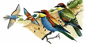 Eaters: European Bee-eater