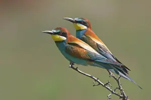 Merops: European Bee-eater