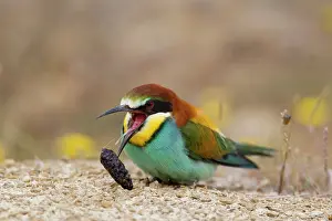 Brava: European Bee-eater