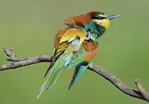 Scratching: European Bee-eater