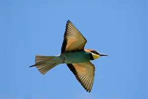 Merops: European Bee-eater