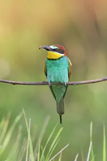 Merops: European Bee-eater