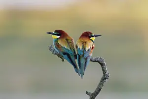 Meropidae: European Bee-eater