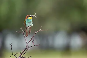 Meropidae: European Bee-eater
