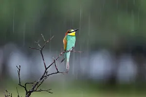 Meropidae: European Bee-eater