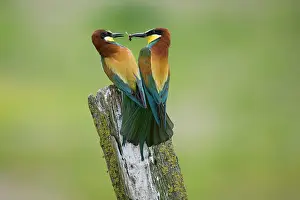 Pole: European Bee-eater