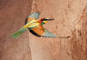 Eaters: European Bee-eater - adult in flight with prey