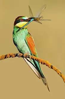 Eaters: European Bee-eater - adult perched with prey