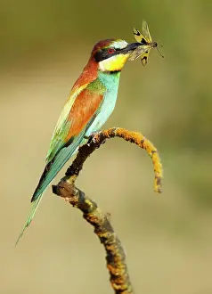 Eaters: European Bee-eater - adult perched with prey