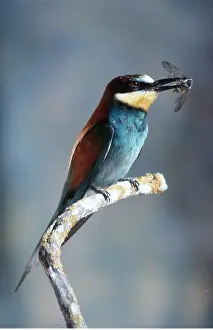 Eater: European Bee-Eater - on branch, with insect in beak