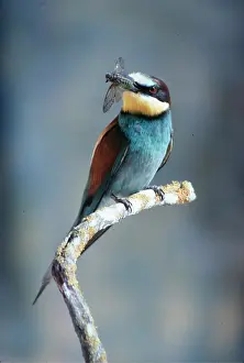 Eater: EUROPEAN BEE-EATER - with insect in beak