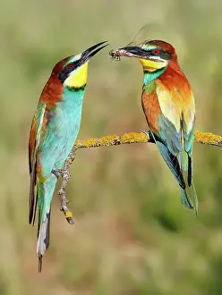 Offering: European Bee-eater - male offering prey to female