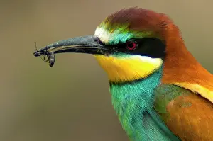 Special: European Bee-eater (Merops apiaster)