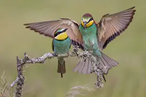 Gift: European bee-eater (Merops apiaster), prey delivery