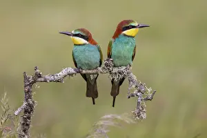 Gift: European bee-eater (Merops apiaster), prey delivery