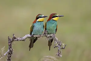 Gift: European bee-eater (Merops apiaster), prey delivery