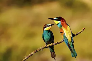Insectivore: European Bee-eater (Merops apiaster