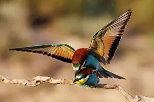 Insectivore: European Bee-eater (Merops apiaster