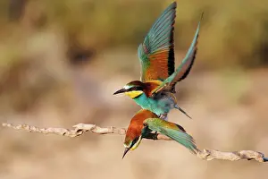 Insectivore: European Bee-eater (Merops apiaster