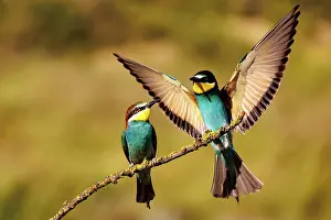 Insectivore: European Bee-eater (Merops apiaster