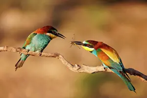 Insectivore: European Bee-eater (Merops apiaster