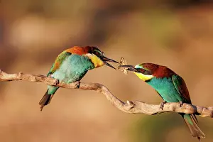 Insectivore: European Bee-eater (Merops apiaster