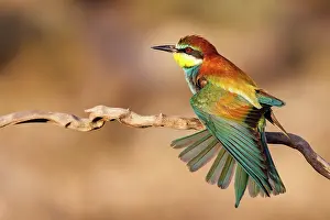 Insectivore: European Bee-eater (Merops apiaster