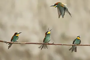 Northern Italy: European Bee-eater (Merops apiaster)