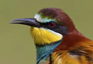 Coraciiformes: European Bee-eater (Merops apiaster)