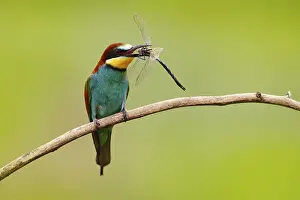 Catch: European Bee-eater, Merops apiaster