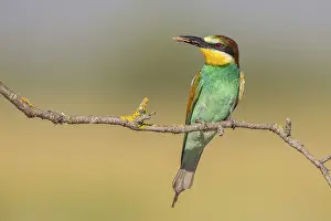 Greece: European Bee-eater (Merops apiaster)
